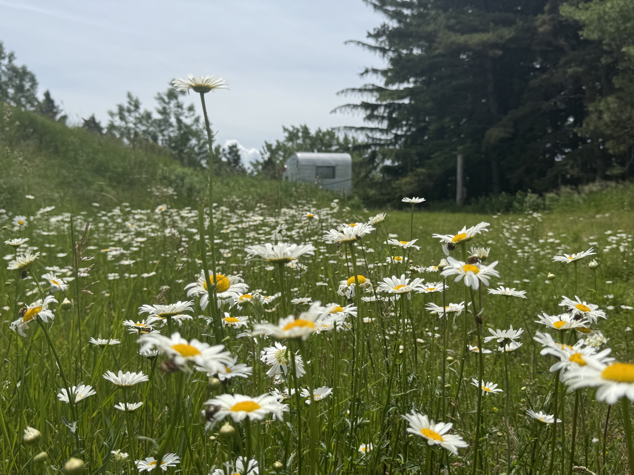 Daisies and Shasta